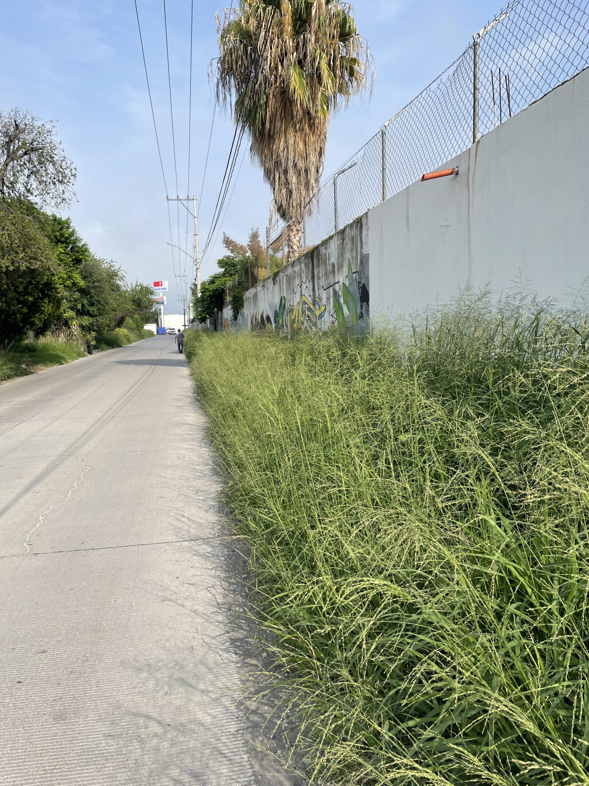 Municipio descuida calles y banquetas.