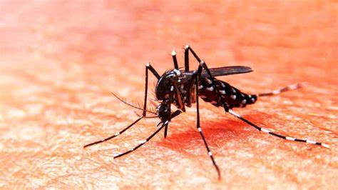 Confirman 10 casos de dengue en Tamaulipas; hay 476 sospechosos.