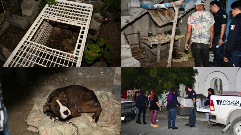 Fiscalía rescata un perro y tres tortugas en aparente abandono