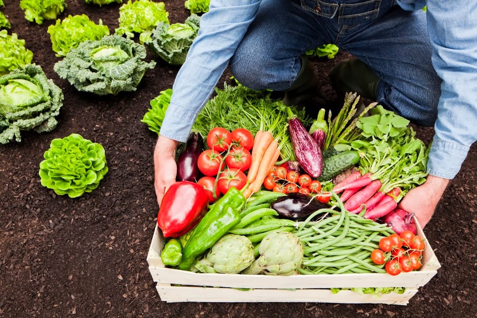 Agricultura sustentable; práctica que asegura el futuro alimentario