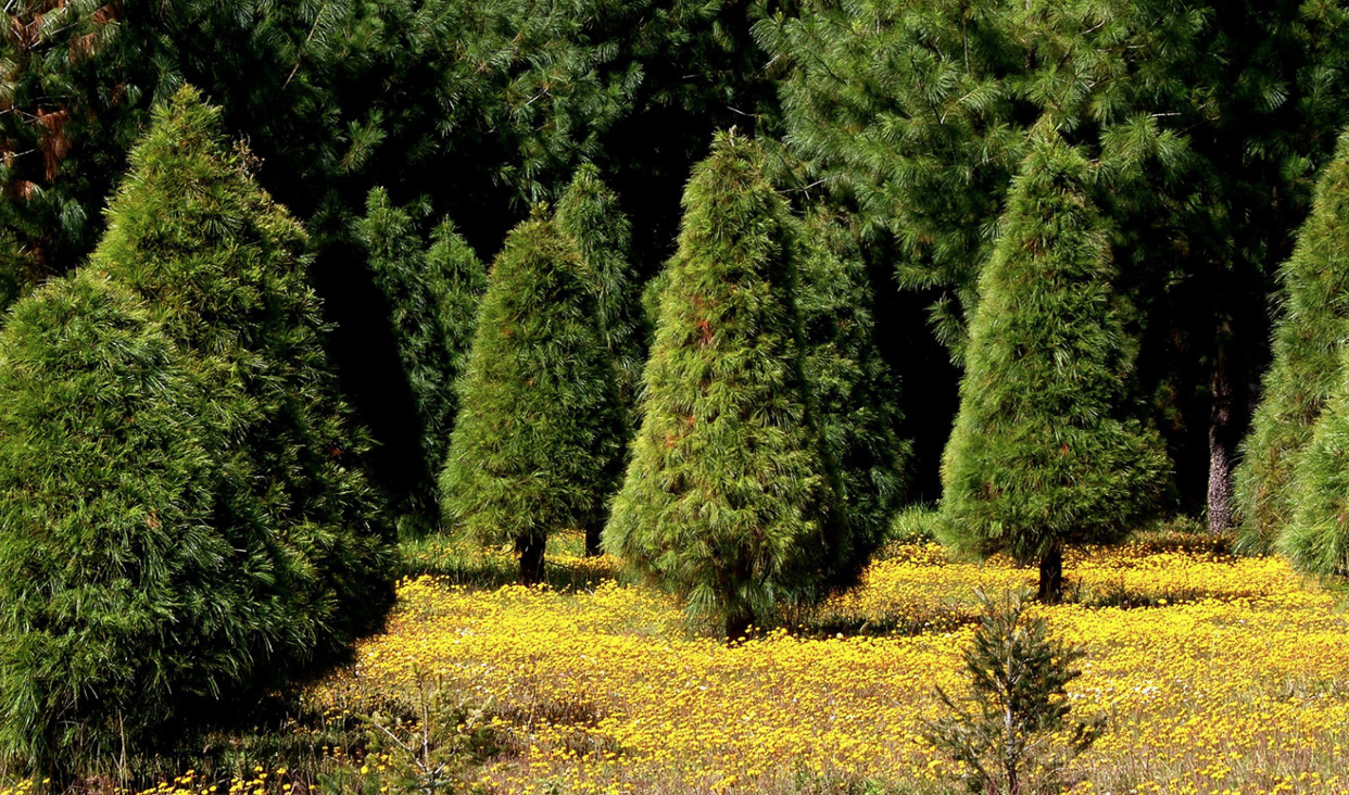 Árbol de Navidad natural; opción amigable con el medio ambiente