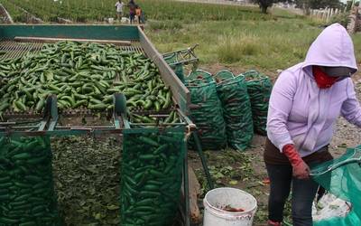 Chile jalapeño, importante producto que crece en el campo mexicano