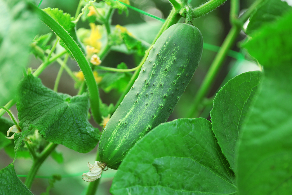 México produce más de un millón 038 mil toneladas de pepino al año
