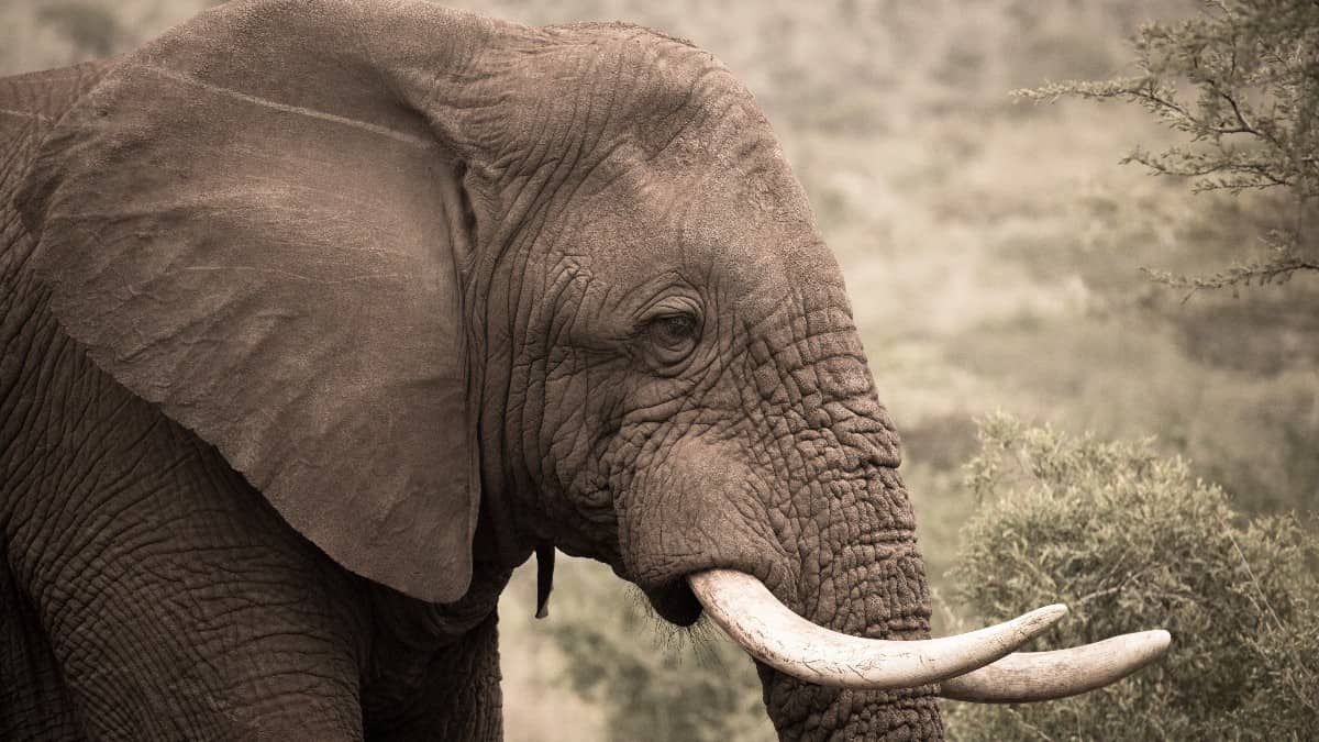 Murió Dida, la elefanta con los colmillos más grandes de Kenia