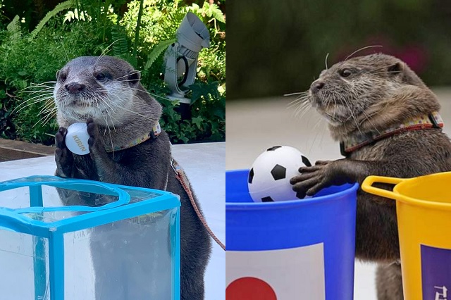 Qatar 2022 tiene una nutria adivina; Taiyo