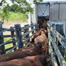 Desarrollo Rural de Tamaulipas promueve acciones para aumentar la venta de ganado