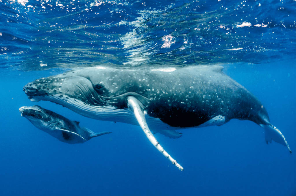 Aguas mexicanas se engalanan con la presencia de la ballena gris
