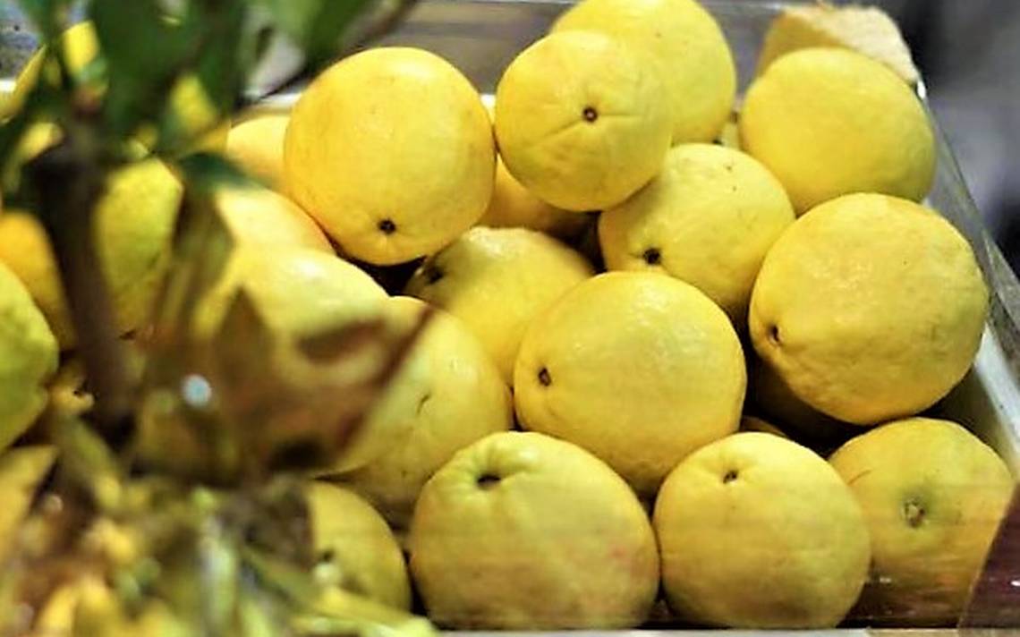 Guayaba, la fruta que nunca falta en la mesa de los mexicanos