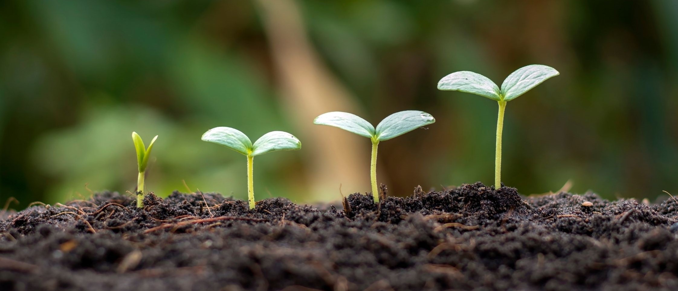 Secretaría de Agricultura conmemora Día Mundial del Suelo con 120 estrategias para la agricultura sostenible