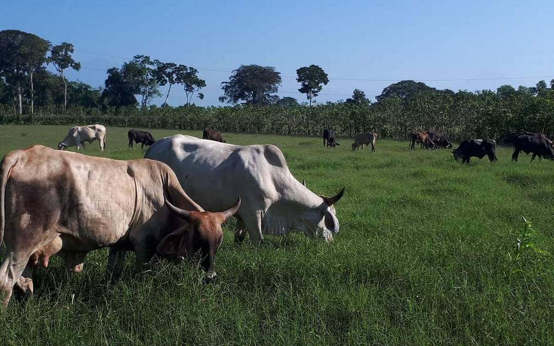 Secretaría de Agricultura y Diputados Agricultura y diputados trabajan en acciones para aumentar el hato ganadero en México