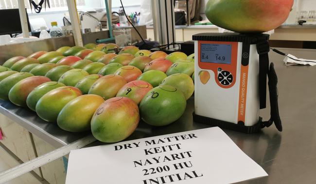 México se posiciona entre los principales productores y exportadores de mango a nivel mundial