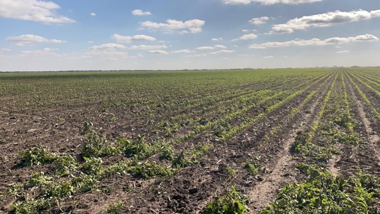Afecta sequía gran parte de Tamaulipas