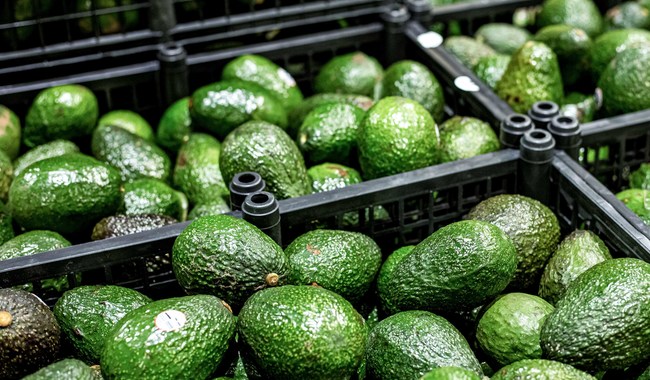 Siete regiones de México están libres de plagas del aguacatero; Agricultura