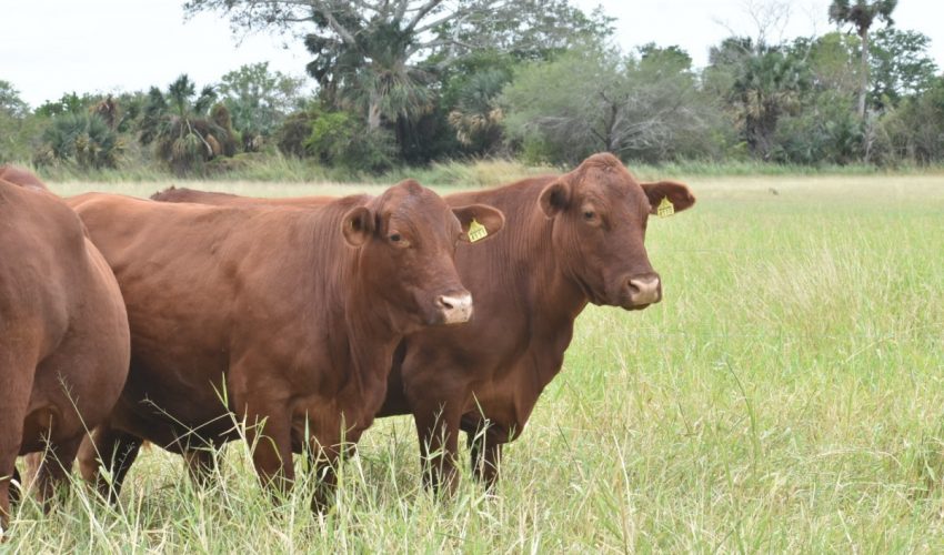 Convoca Gobierno del Estado a ganaderos para registro de fierros y marcas de identificación