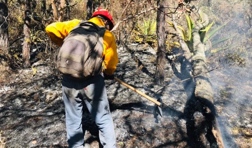 PC Tamaulipas, CONAFOR y habitantes del sector unen fuerza para sofocar incendio en Miquihuana