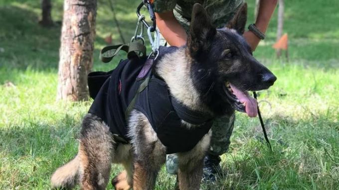 Esto ocasionó la muerte de Proteo tras ayudar en el rescate de personas en Turquía