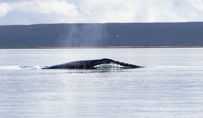 Conteo de la ballena gris en la Reserva de la Biosfera El Vizcaíno arroja 1,364 ejemplares