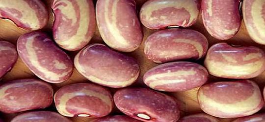 Frijol dalia, una variedad rosa creada por el Inifap