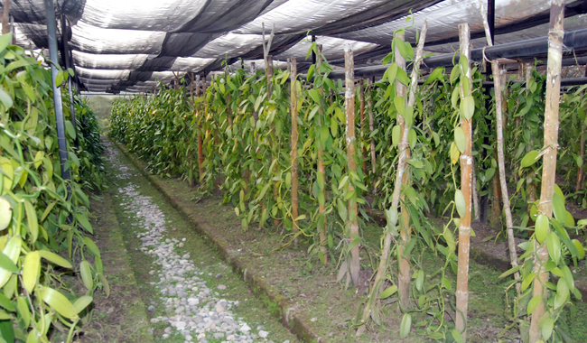 Vainilla mexicana, con amplio potencial productivo y preferencia en los mercados internacionales: Agricultura