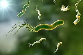 ¿Qué es la Helicobacter pylori y a quién afecta?