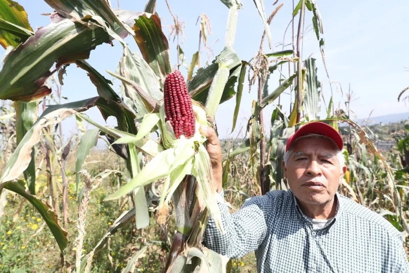 Conservar maíz criollo, «obligatorio para todos los mexicanos»: Sheinbaum