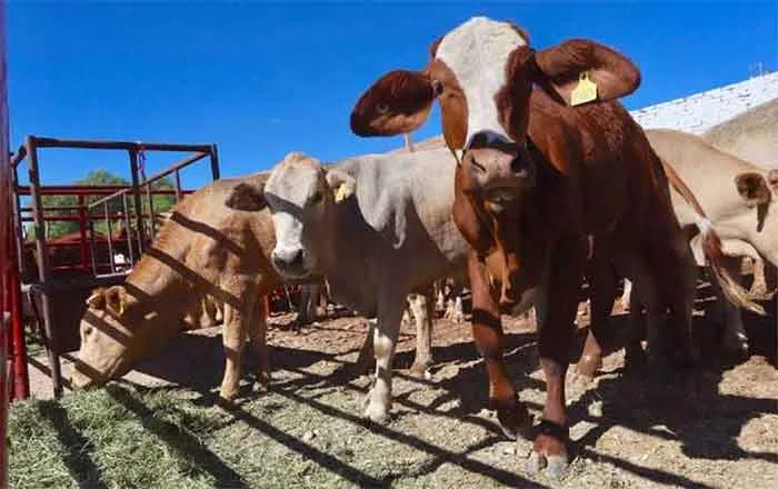 Reactivarán en EU exportación de ganado tamaulipeco