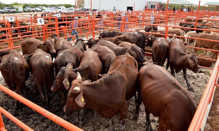 Tamaulipas va por la recuperación de su estatus Fitosanitario en Ganadería