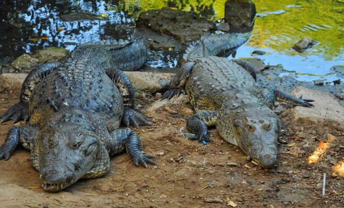 Cocodrilos rondan calles de Ciudad Madero, Tamaulipas, tras intensas lluvias; 3 han sido capturados