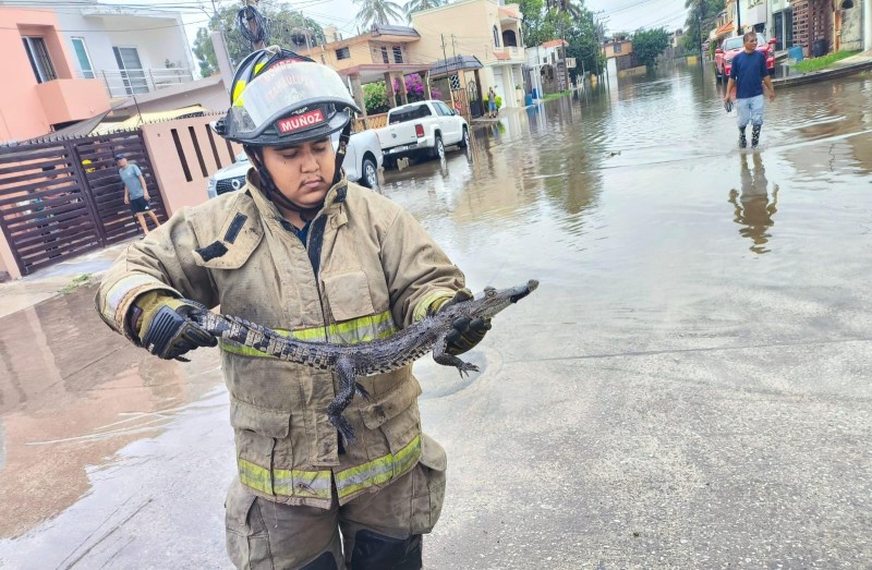 Piden extremar precauciones ante posibles avistamientos de cocodrilos en Ciudad Madero