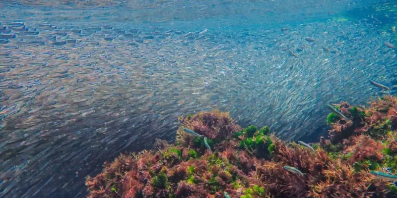 Buzo Susan Aidé graba arribo masivo de peces en la costa de la playa Miramar en Ciudad Madero, Tamaulipas