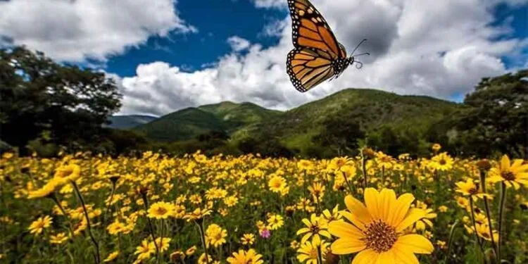 Monitorean regreso de la mariposa Monarca en Tamaulipas