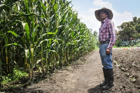 Sheinbaum: avanza diálogo con productores de maíz, donde haya intereses legítimos