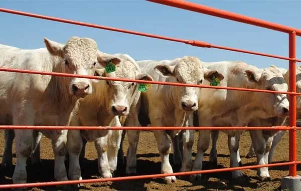 Esperan repunte en ventas, ganaderos de Tamaulipas