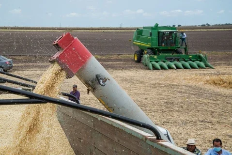 México trabaja en encontrar herbicida sustituto al glifosato: Sheinbaum