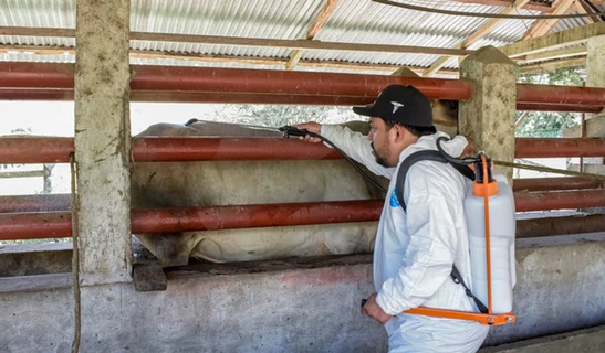 Disminuyen casos activos de gusano barrenador; se registran 492 animales enfermos