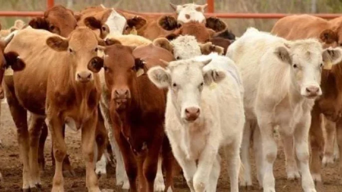 Confirman un segundo caso de gusano barrenador en Tamaulipas