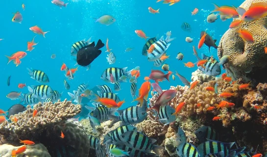 México promulga acuerdo de la ONU para proteger biodiversidad marina en altamar