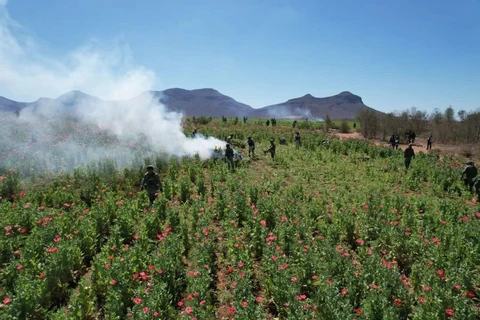 Semar destruye más de 726 toneladas de amapola en Nayarit