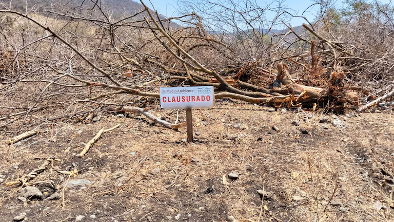 Clausuran predio por tala ilegal de 52 árboles en Michoacán: buscaban sembrar agave sin permiso