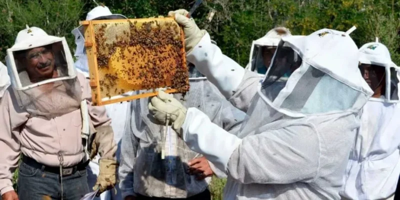 El ácaro varroa amenaza colmenas y producción de miel en Tamaulipas