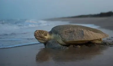 Tamaulipas protege nidos de la tortuga lora mientras vigila residuos en costas del Golfo de México