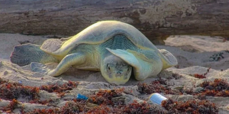 Tamaulipas registra cientos de nidos en exitosa temporada de tortuga lora