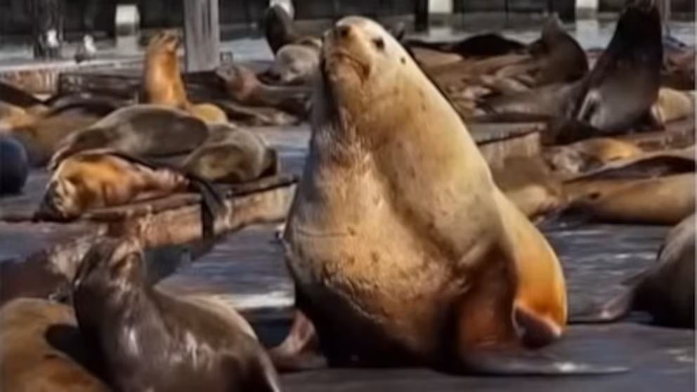 Con más de mil kilos y 3 metros, es furor en las redes sociales: la historia del león marino que se adueñó de San Francisco