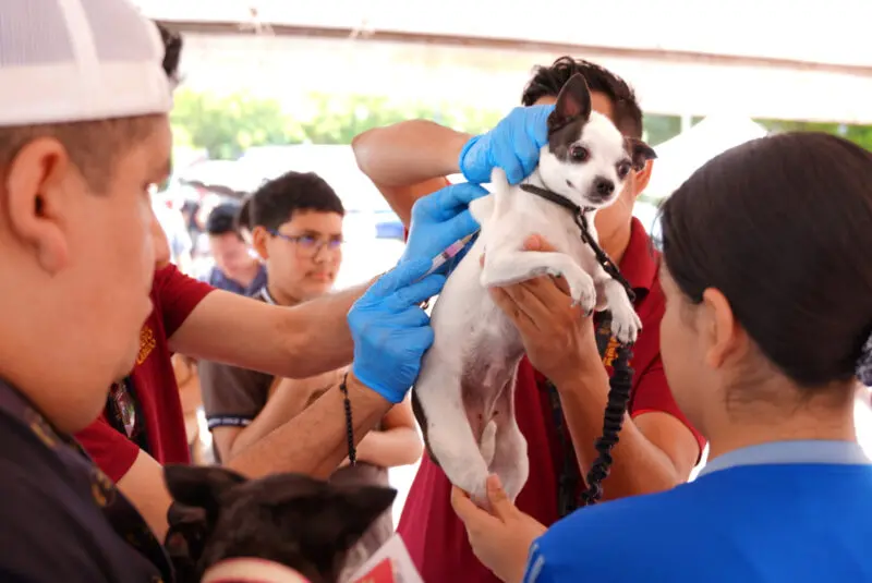 Gobierno de Carmen Lilia Canturosas refrenda compromiso de bienestar animal con éxitosa jornada de vacunación de desparacitación
