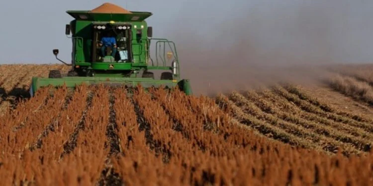 Productores prevén mala temporada de sorgo en norte de Tamaulipas